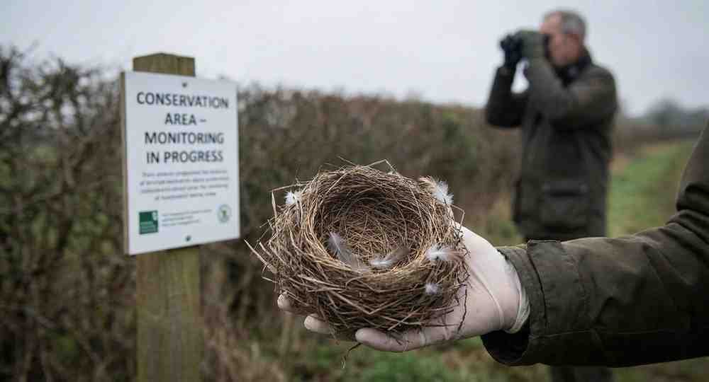 Illegal Falcon Trade: How Middle East Racing Demand is Fuelling the Theft of British Peregrines The Silent Theft: Britain’s Vanishing Chicks