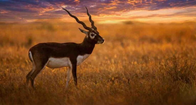 Black buck