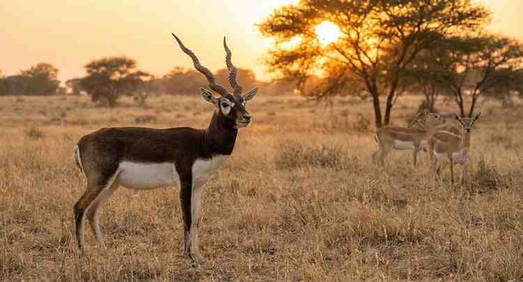 The Blackbuck (antilope Cervicapra): India’s Painted Spirit Of The Grasslands Black buck