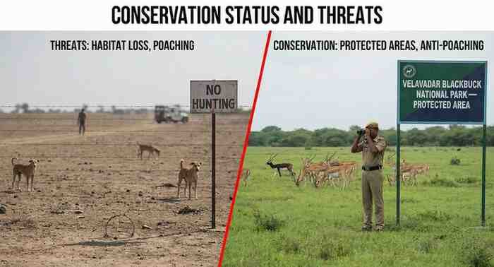 The Blackbuck (antilope Cervicapra): India’s Painted Spirit Of The Grasslands Conservation Status and Threats