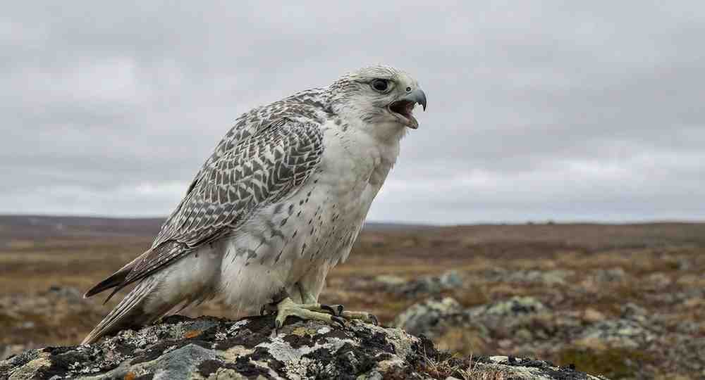 The Gyrfalcon Cry