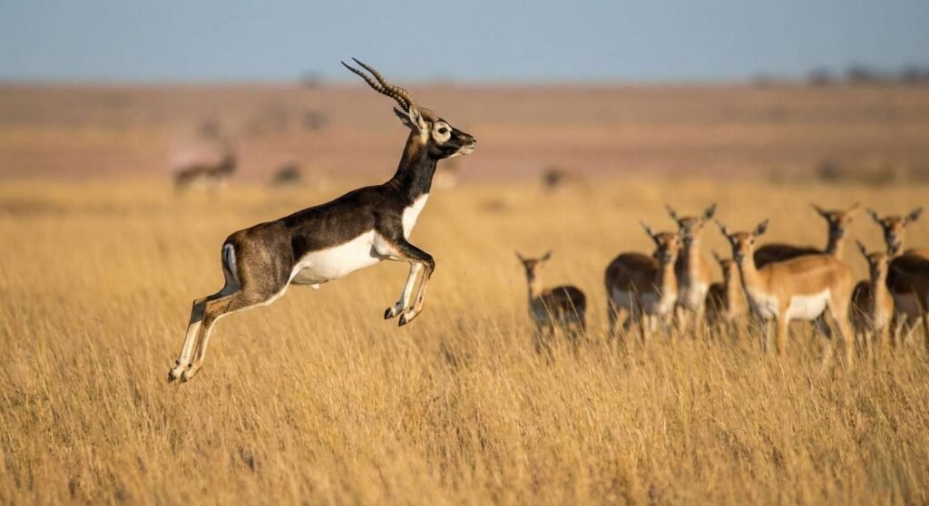 The Blackbuck (antilope Cervicapra): India’s Painted Spirit Of The Grasslands The Blackbuck (antilope Cervicapra): India’s Painted Spirit Of The Grasslands