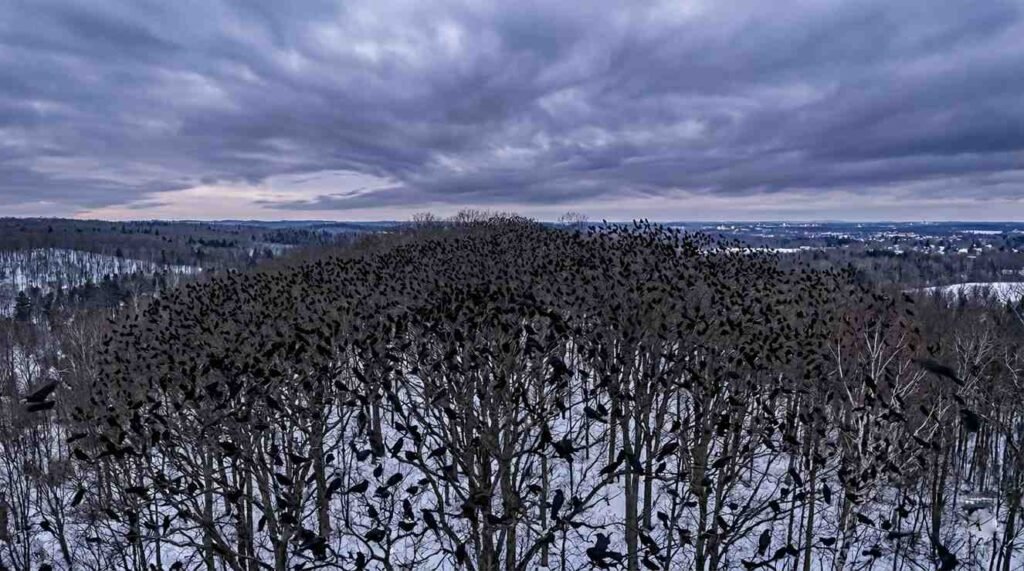 Massive murder of crows roosting in winter trees.