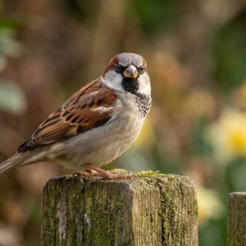 sparrow