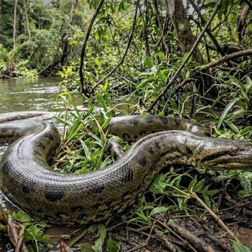 Huge Snakes in the World