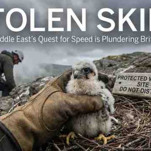 Illegal Falcon Trade: How Middle East Racing Demand is Fuelling the Theft of British Peregrines