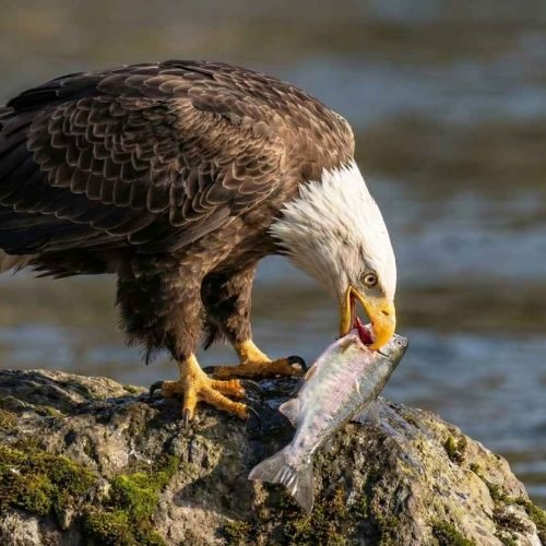 What Do Eagles Eat? A Complete Guide To The Diet Of The King Of Birds