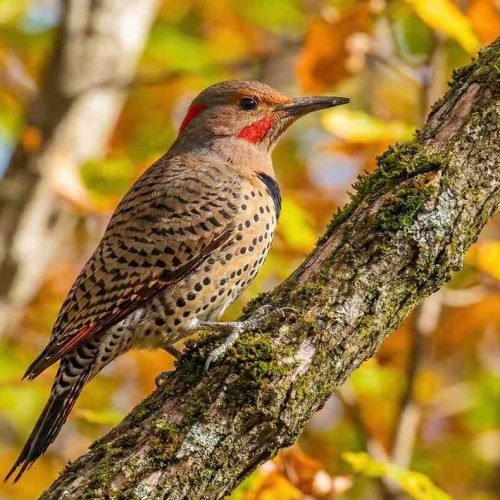 Northern Flicker North
