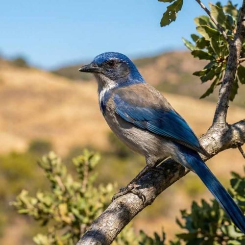 California Scrub-Jay