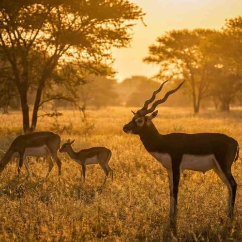 Blackbuck