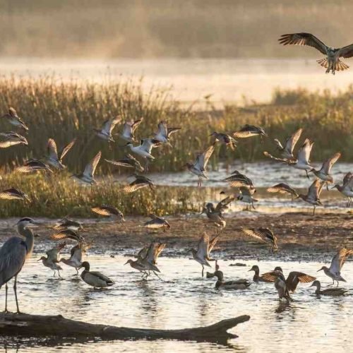 Wild Birds