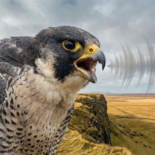 falcon cry